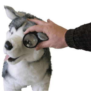 Indirect Viewing Lens