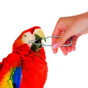 Avian Oral Speculums