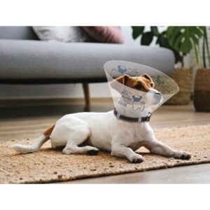 Dog is Good E-Collar