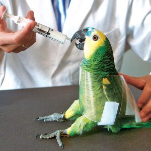 Avian Equipment