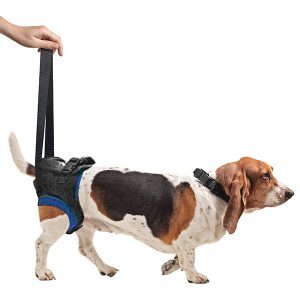 Rear Walkabout™ Harnesses