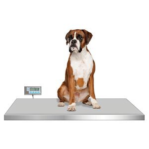 Walk-On Platform Scale, 42" L