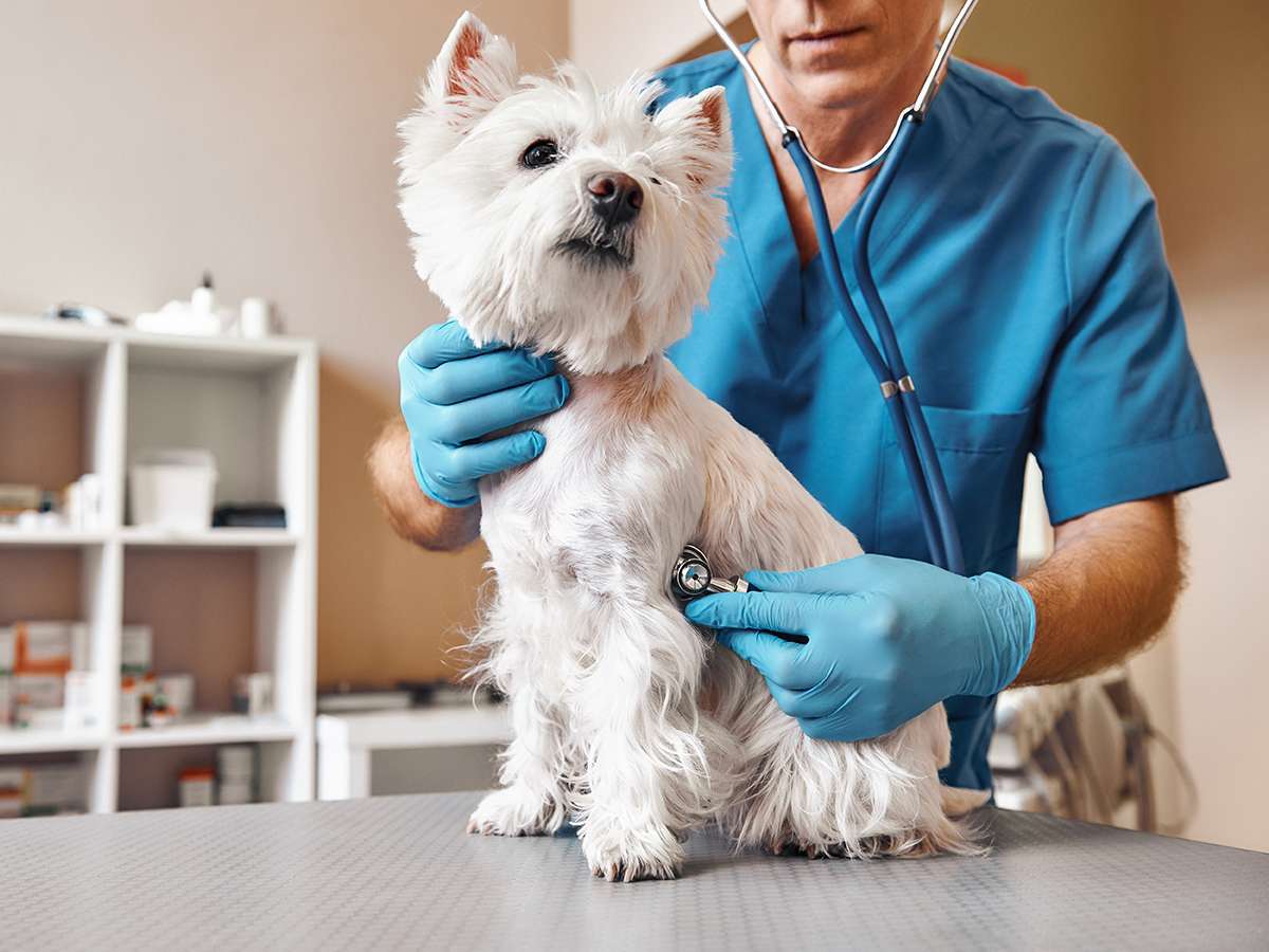 Checking the breath. Male veterinarian in work uniform listening to the breath of a small dog with a phonendoscope in veterinary clinic. Pet care concept